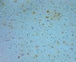 nNOS Antibody in Immunohistochemistry (Paraffin) (IHC (P))