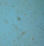 nNOS Antibody in Immunohistochemistry (Paraffin) (IHC (P))