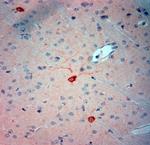 nNOS Antibody in Immunohistochemistry (Paraffin) (IHC (P))