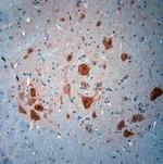 NeuN Antibody in Immunohistochemistry (Paraffin) (IHC (P))