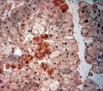 NGF Antibody in Immunohistochemistry (Paraffin) (IHC (P))