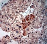 NGF Antibody in Immunohistochemistry (Paraffin) (IHC (P))