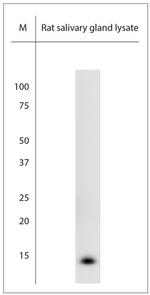 NGF Antibody in Western Blot (WB)