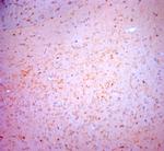 NPY Antibody in Immunohistochemistry (Paraffin) (IHC (P))