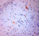 NPY Antibody in Immunohistochemistry (Paraffin) (IHC (P))