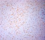 NPY Antibody in Immunohistochemistry (Paraffin) (IHC (P))