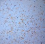 NPY Antibody in Immunohistochemistry (Paraffin) (IHC (P))