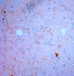 NPY Antibody in Immunohistochemistry (Paraffin) (IHC (P))