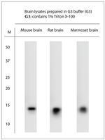 NPY Antibody in Western Blot (WB)