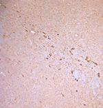 nNOS Antibody in Immunohistochemistry (Paraffin) (IHC (P))