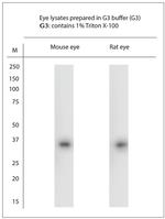 S Opsin Antibody in Western Blot (WB)