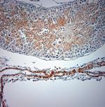 Optineurin Antibody in Immunohistochemistry (Paraffin) (IHC (P))