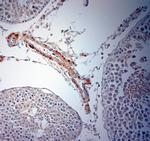 Optineurin Antibody in Immunohistochemistry (Paraffin) (IHC (P))