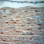 Optineurin Antibody in Immunohistochemistry (Paraffin) (IHC (P))