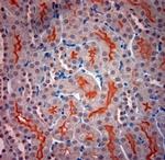 Optineurin Antibody in Immunohistochemistry (Paraffin) (IHC (P))