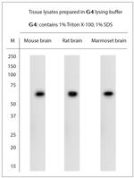 P2RX7 Antibody in Western Blot (WB)