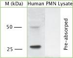 Pr3 Antibody in Western Blot (WB)