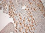 KCNH4 Antibody in Immunohistochemistry (Paraffin) (IHC (P))