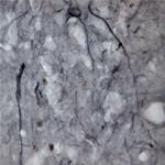 P2RY13 Antibody in Immunohistochemistry - Free Floating (IHC (Free))