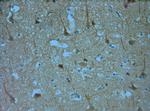 KCNQ1 Antibody in Immunohistochemistry (Paraffin) (IHC (P))