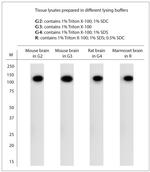 KCNMA1 Antibody in Western Blot (WB)