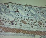 P2RY1 Antibody in Immunohistochemistry (Paraffin) (IHC (P))