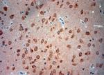 Mucolipin 1 Antibody in Immunohistochemistry (Paraffin) (IHC (P))