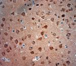 Mucolipin 1 Antibody in Immunohistochemistry (Paraffin) (IHC (P))