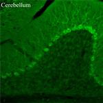 TRPC3 Antibody in Immunohistochemistry (Frozen) (IHC (F))