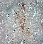 ASIC3 Antibody in Immunohistochemistry (Paraffin) (IHC (P))