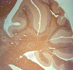 HCN2 Antibody in Immunohistochemistry (Paraffin) (IHC (P))