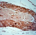 HCN2 Antibody in Immunohistochemistry (Paraffin) (IHC (P))