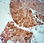 HCN2 Antibody in Immunohistochemistry (Paraffin) (IHC (P))