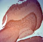 HCN2 Antibody in Immunohistochemistry (Paraffin) (IHC (P))