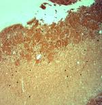 HCN2 Antibody in Immunohistochemistry (Paraffin) (IHC (P))