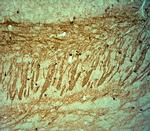 HCN2 Antibody in Immunohistochemistry (Paraffin) (IHC (P))