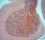 HCN2 Antibody in Immunohistochemistry (Paraffin) (IHC (P))