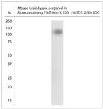 HCN1 Antibody in Western Blot (WB)