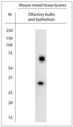 Colon carcinoma laminin binding protein Antibody in Western Blot (WB)