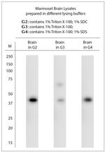 Neuropsin Antibody in Western Blot (WB)