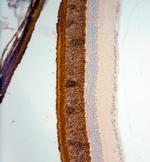 Rhodopsin Antibody in Immunohistochemistry (Paraffin) (IHC (P))