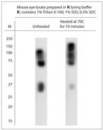 Rhodopsin Antibody in Western Blot (WB)