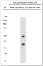 VN1B3 Antibody in Western Blot (WB)