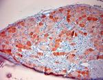 TRPV1 Antibody in Immunohistochemistry (Paraffin) (IHC (P))