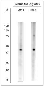 RGS19 Antibody in Western Blot (WB)