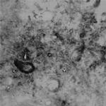 Runx3 Antibody in Immunohistochemistry (Paraffin) (IHC (P))