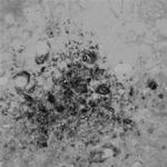 Runx3 Antibody in Immunohistochemistry (Paraffin) (IHC (P))