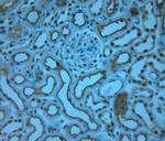 RAB6A/RAB6C Antibody in Immunohistochemistry (Paraffin) (IHC (P))