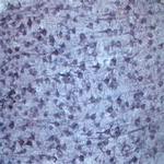 Sortilin Antibody in Immunohistochemistry (IHC)