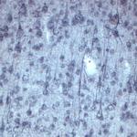 Sortilin Antibody in Immunohistochemistry (IHC)